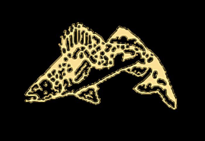 goldfish3